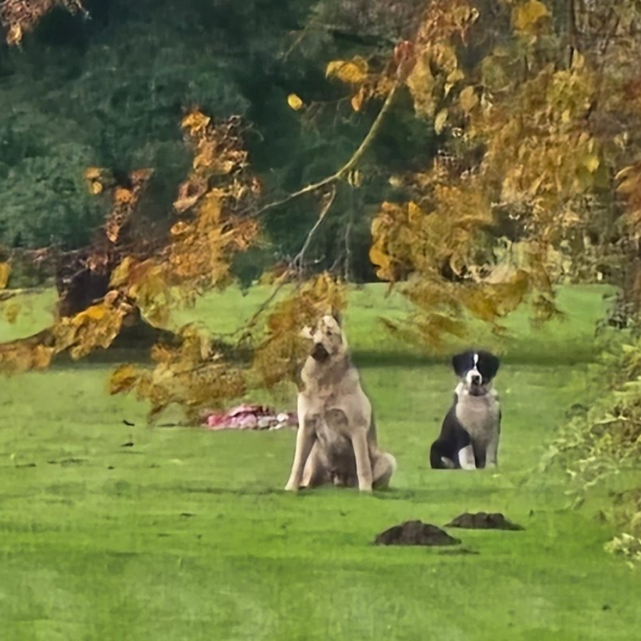 <p>Saistībā ar suņu no&scaron;au&scaron;anu Brunavas pagastā pa&scaron;valdības policijas darbiniekiem piemēroti disciplinārsodi</p>