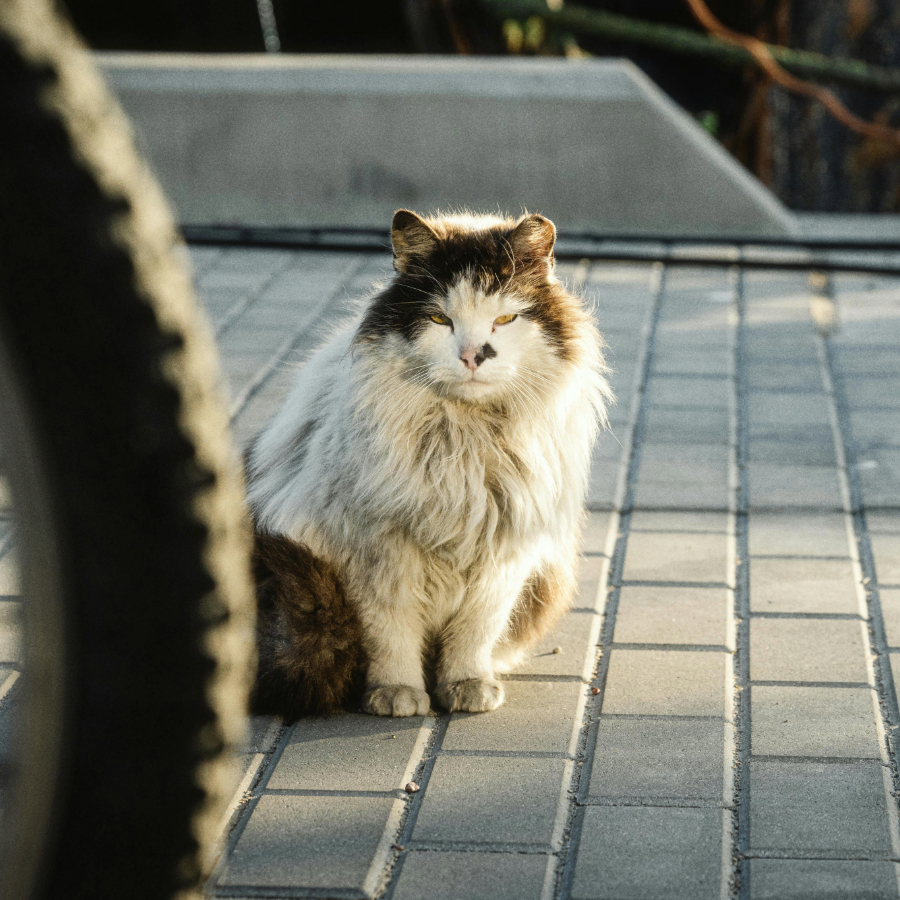 <p>Brīvdienās gaidāms lielākoties saulains laiks</p>