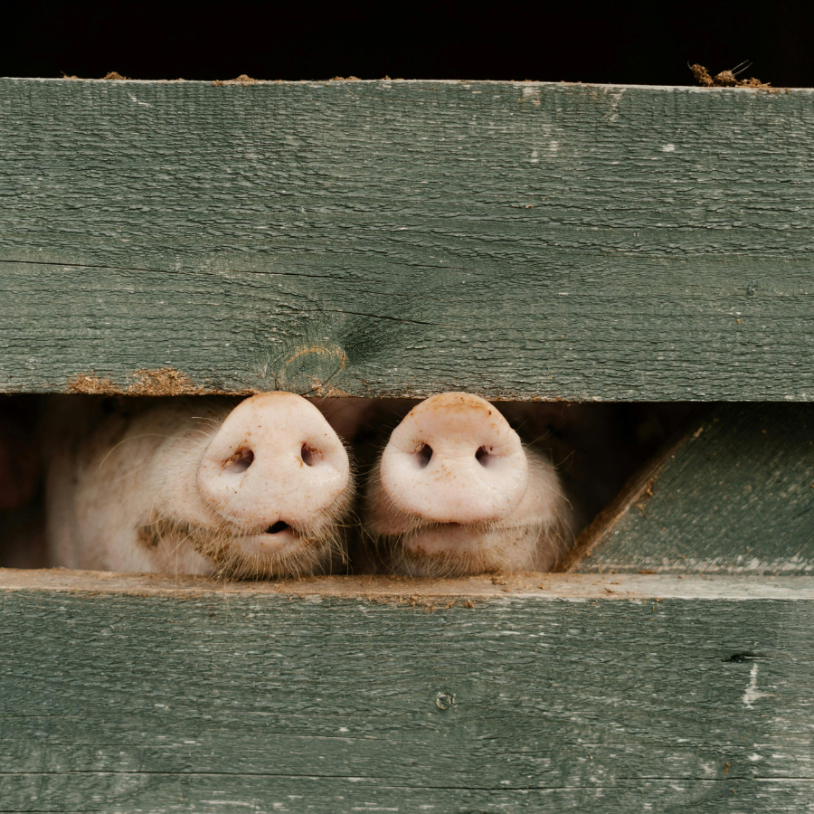 <p>"Baltic Pork" kompensācijā par ĀCM radītajiem zaudējumiem saņems 2,3 miljonus eiro</p>