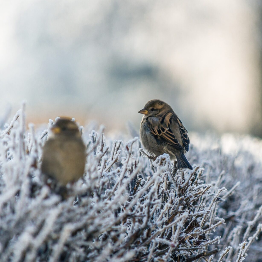 <p>Latvijā sākusies meteoroloģiskā ziema</p>