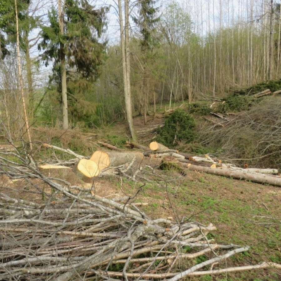 <p>Reģionālās attīstības ministrs: Pirms atļaut intensīvāk izcirst mežus, jāapzina ietekme uz dabas vērtībām</p>