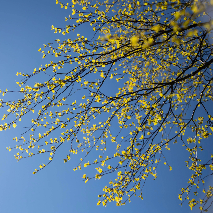 <p>Nedēļas nogalē gaidāms pārsvarā sauss un saulains laiks</p>