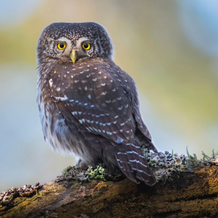 <p>Putnu dienās aicinās iepazīt mazāko Latvijas pūci &ndash; apodziņu</p>