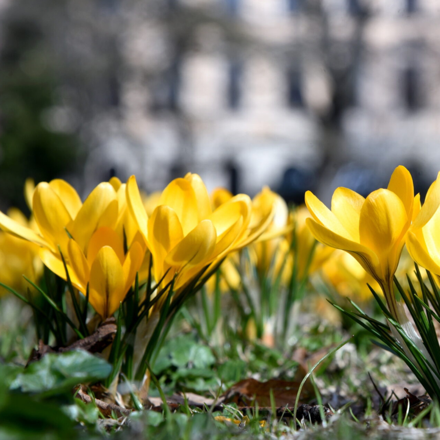 <p>&Scaron;ā gada marts Latvijā siltākais novērojumu vēsturē</p>