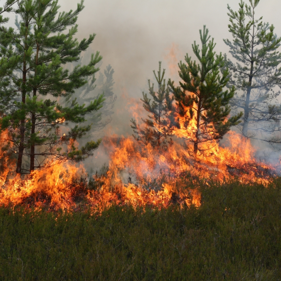 <p>1. aprīlī sākas meža ugunsnedro&scaron;ais periods</p>