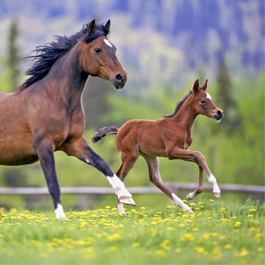 <p>Igaunijā piedzimis pirmais klonētais kumeļ&scaron;</p>