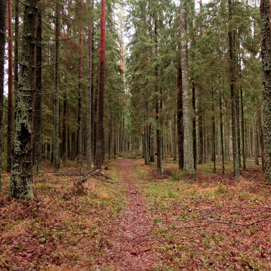 <p>Policija līdz &scaron;im veikusi ap 30 Rusiņa meklē&scaron;anas pasākumus mežā un upē</p>