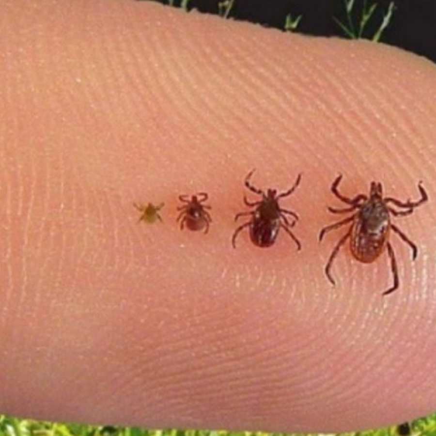 <p>Aicina diskutēt par vakcinācijas pret ērču encefalītu iekļau&scaron;anu vakcinācijas kalendārā<br>&nbsp;</p>