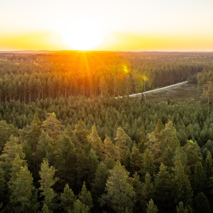 <p>LVM par 26,385 miljoniem eiro nopērk 5000 hektāru meža Latgalē</p>