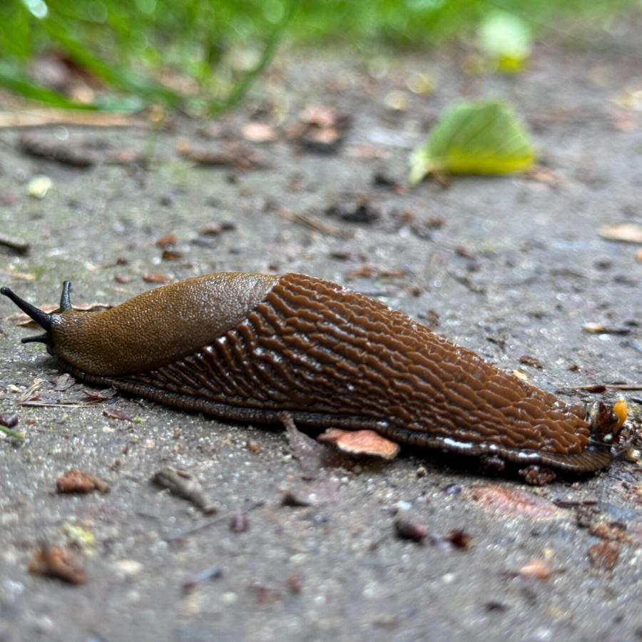 <p>Pērn saņemts rekordaugsts ziņojumu skaits par invazīvajām sugām</p>