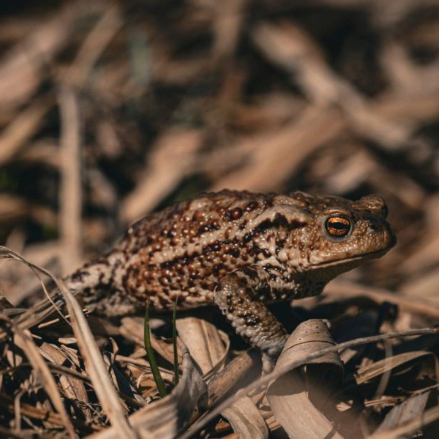 <p>Latvijas Nacionālais dabas muzejs paziņo 2026. gada dzīvnieku&nbsp;</p>