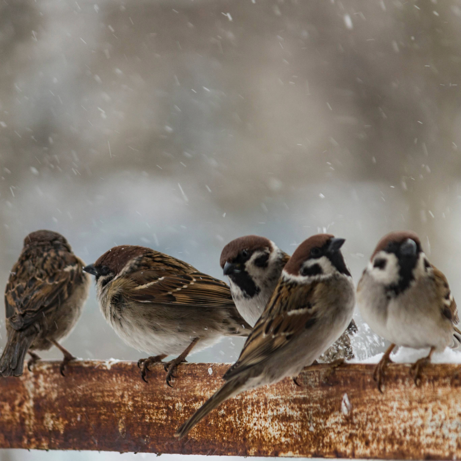 <p>Nedēļas nogalē notiks putnu skaitī&scaron;anas akcija</p>