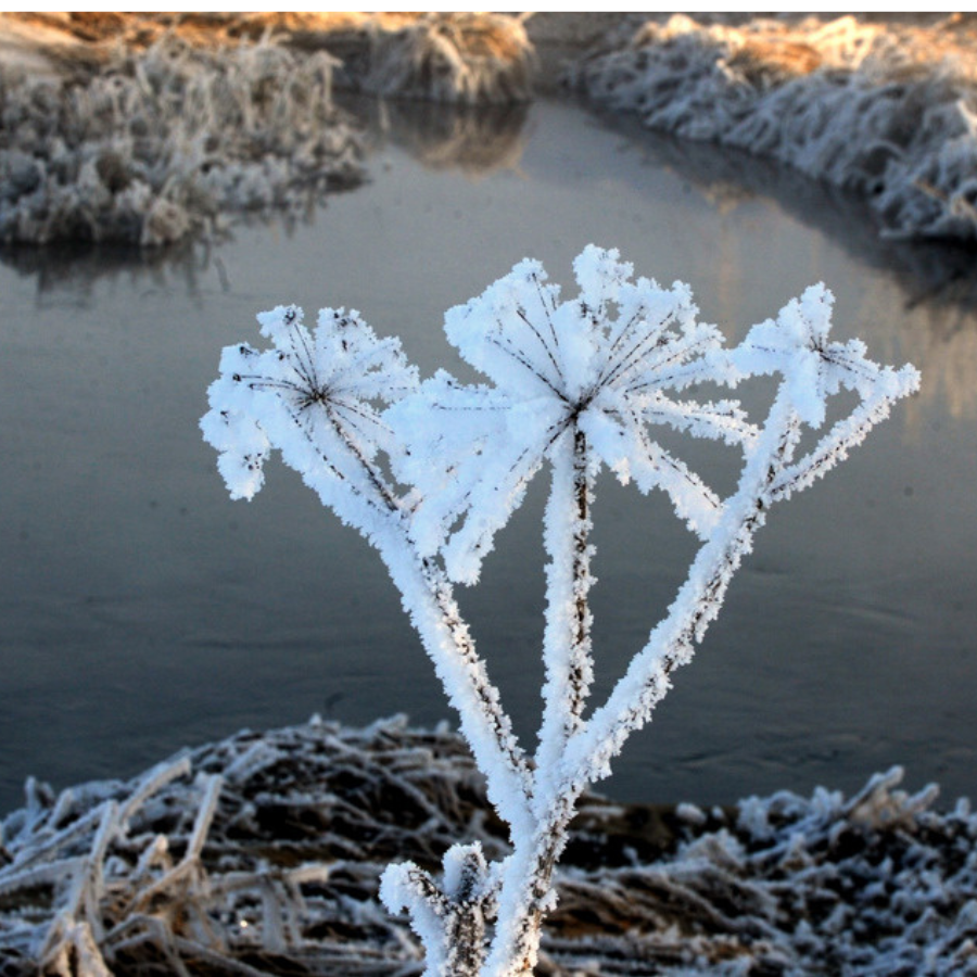<p>&Scaron;onedēļ valdīs sals, naktīs vietām ap -20 grādiem</p>