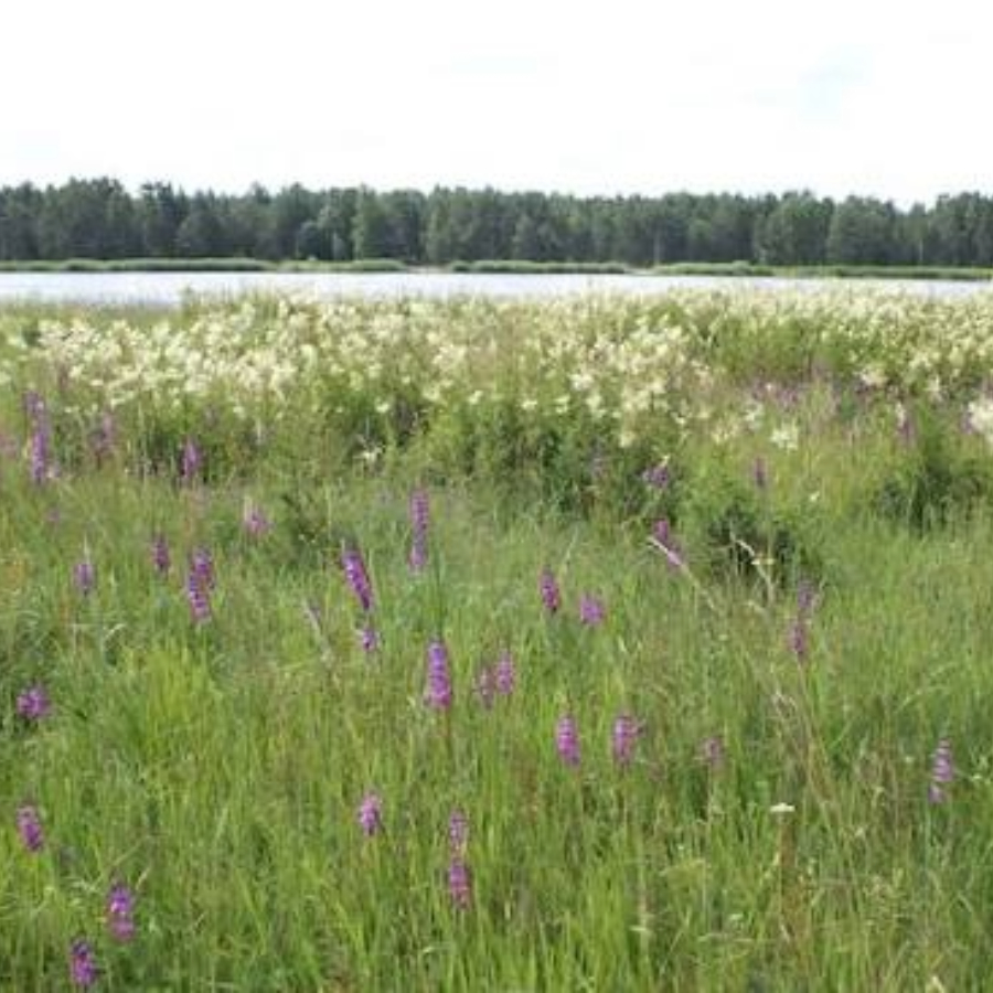 <p>Latvijas dabisko zālāju glāb&scaron;anai var pieteikties grantiem</p>