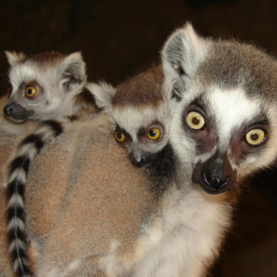 <p>Rīgas zooloģiskā dārza kaķu lemurus var vērot tie&scaron;saistē</p>