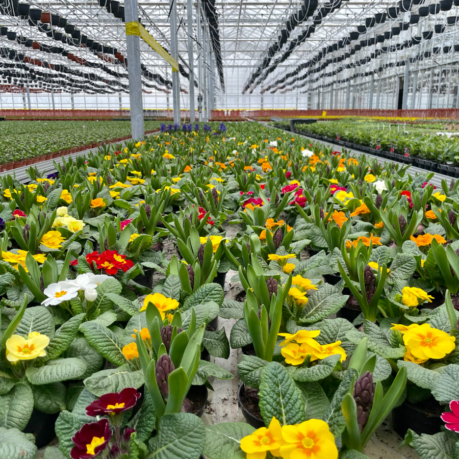 <p>Ziedu audzētājiem &scaron;oziem lielākais izaicinājums bijis apkures cenu kāpums</p>