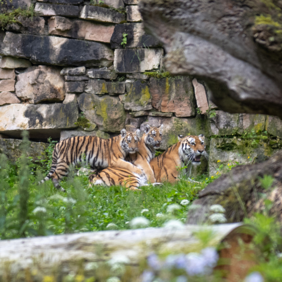 <p>Rīgas zoodārza apmeklējums 1. aprīlī maksās vienu eiro</p>
