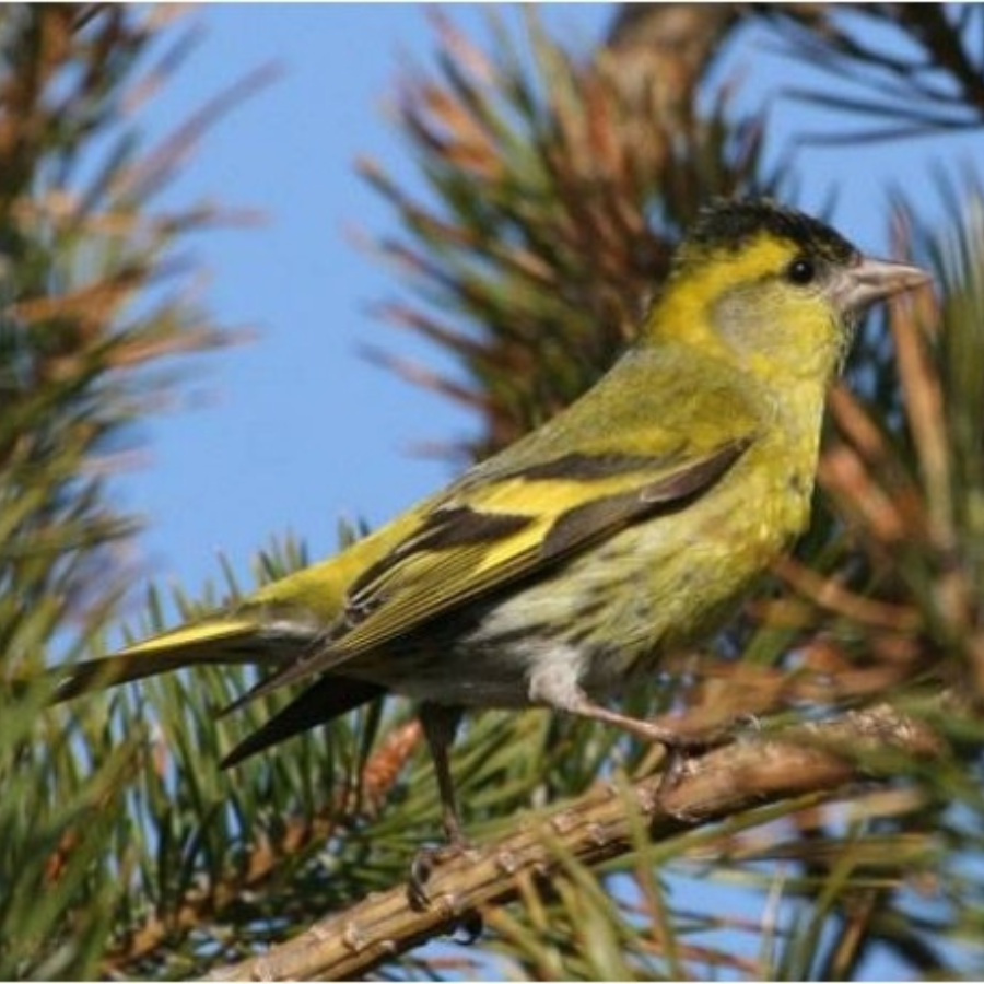 <p>Oktobra sākumā Latvijā norisināsies Eiropas putnu vēro&scaron;anas dienas</p>